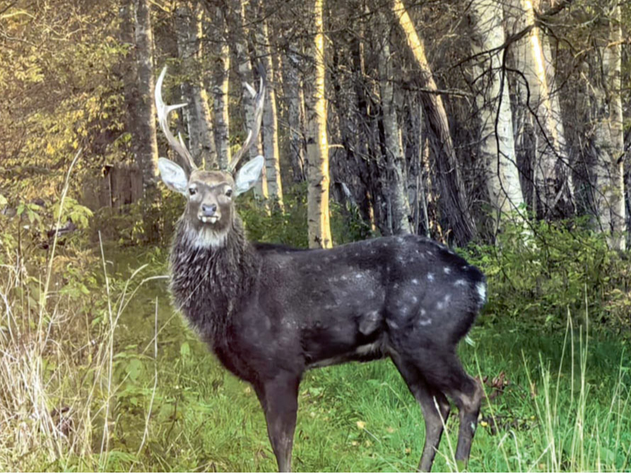 Invazīvās sugas drauds. Sika briedis novērots Igaunijā — iespējams, nācis no Latvijas