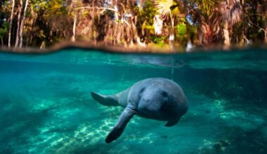 Breaking: Trump administration proposes to gut Endangered Species Act protections