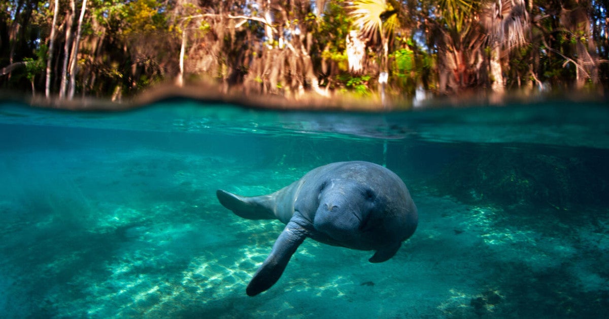 Breaking: Trump administration proposes to gut Endangered Species Act protections