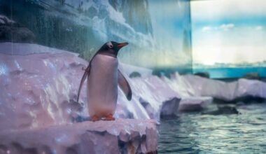 Penguin living conditions at London aquarium stir icy response from protesters