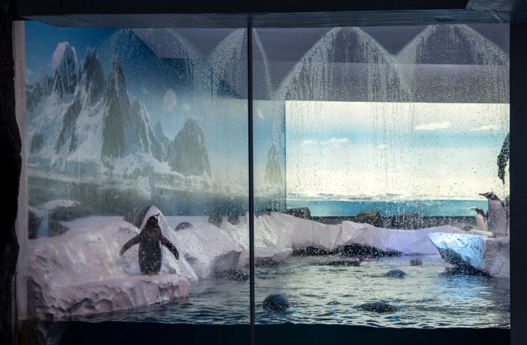 Gentoo penguins at the Sea Life London Aquarium