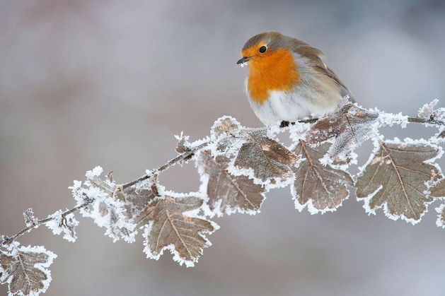 Weather Ireland: Temperatures to dip below freezing as arctic airmass moves across country