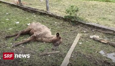 Nach Einsatz in Ramiswil: Diese Tierskandale bewegten die Schweiz - News
