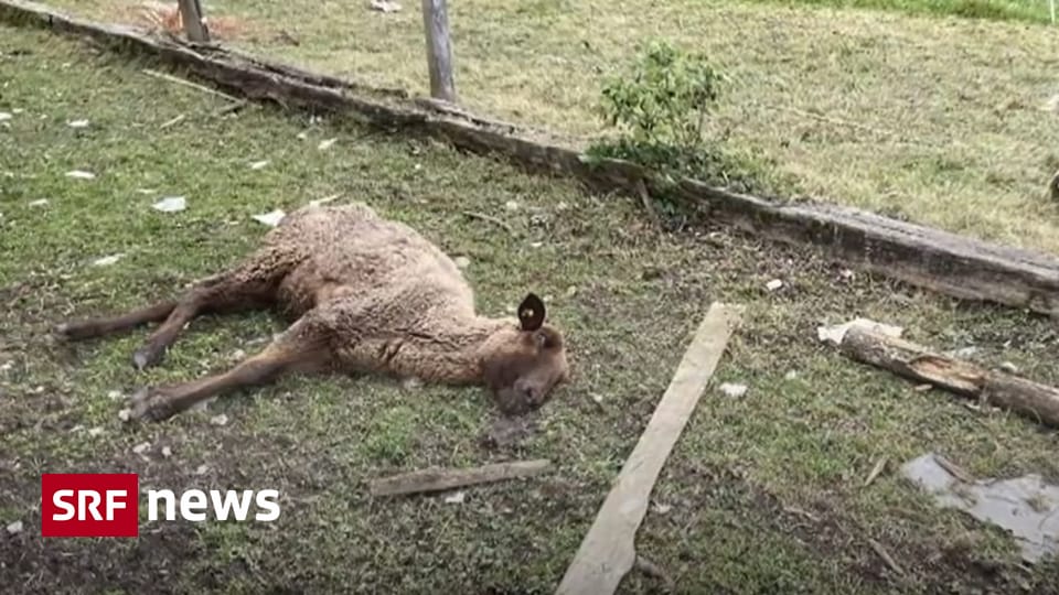 Nach Einsatz in Ramiswil: Diese Tierskandale bewegten die Schweiz - News
