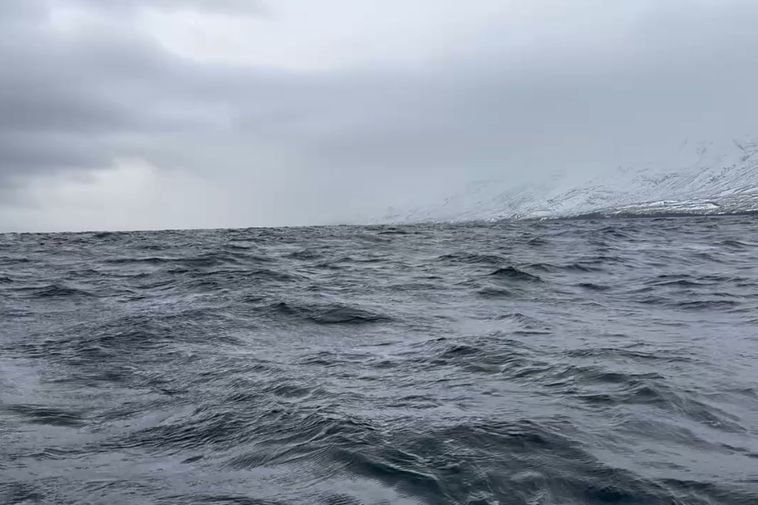 The humpback whale has vanished without a trace