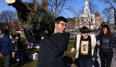 Natural Christmas trees gain edge over artificial trees