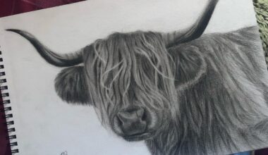 Harry the Highland Coo