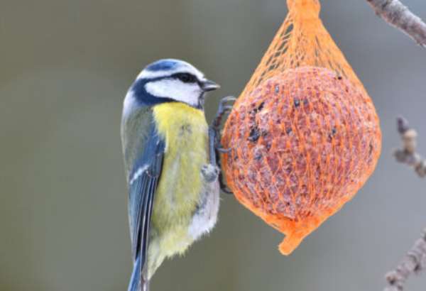lojove kolaciky pre vtaky jednoduchy postup krok za krokom ktory zvladnete za par minut
