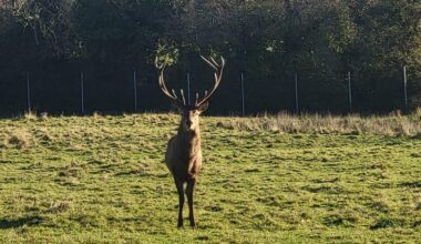 'Huge shock' after stag beheaded in north Dublin parklands