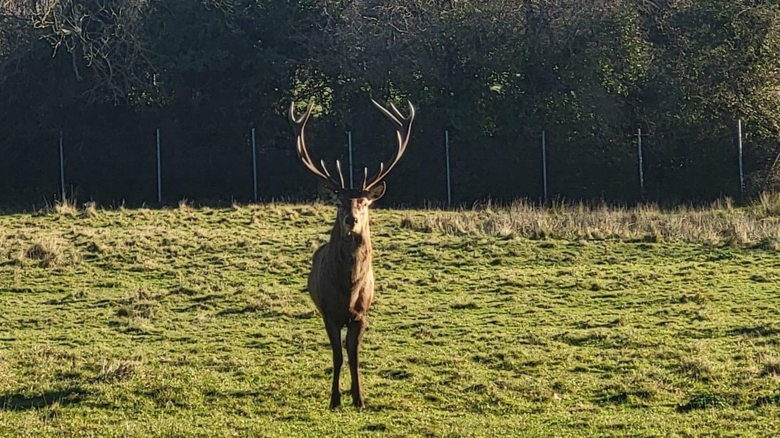 'Huge shock' after stag beheaded in north Dublin parklands