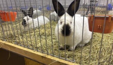 Estonia's biggest ever rabbit show opened in Järva County | News