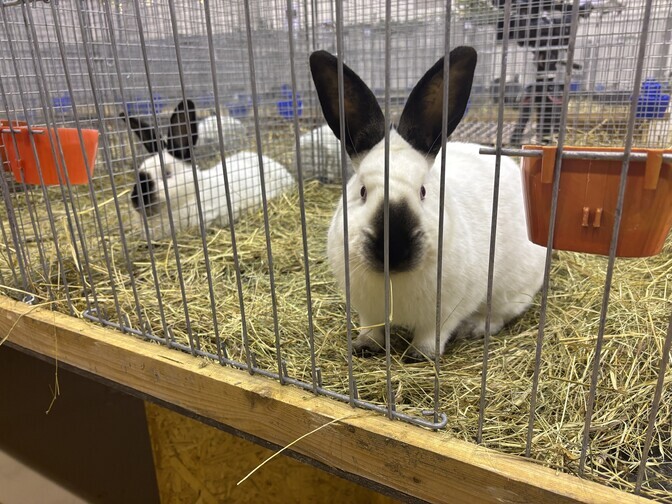Estonia's biggest ever rabbit show opened in Järva County | News