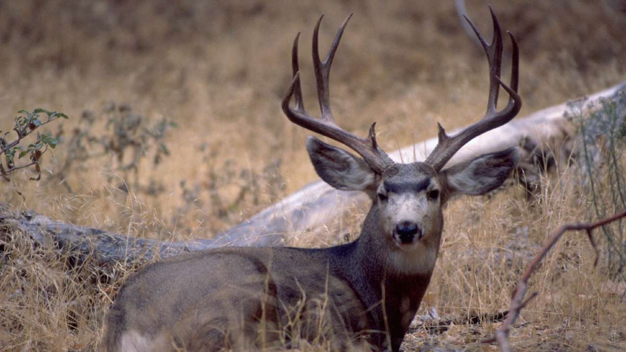 New research from Utah State University tracked movements of mule deer during drought and found tha...