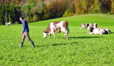 Trump’s Tariffs Trigger Swiss Milk Glut: What This Means for Dairy Investors and Exporters