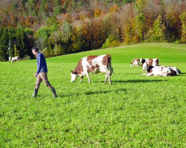 Trump’s Tariffs Trigger Swiss Milk Glut: What This Means for Dairy Investors and Exporters