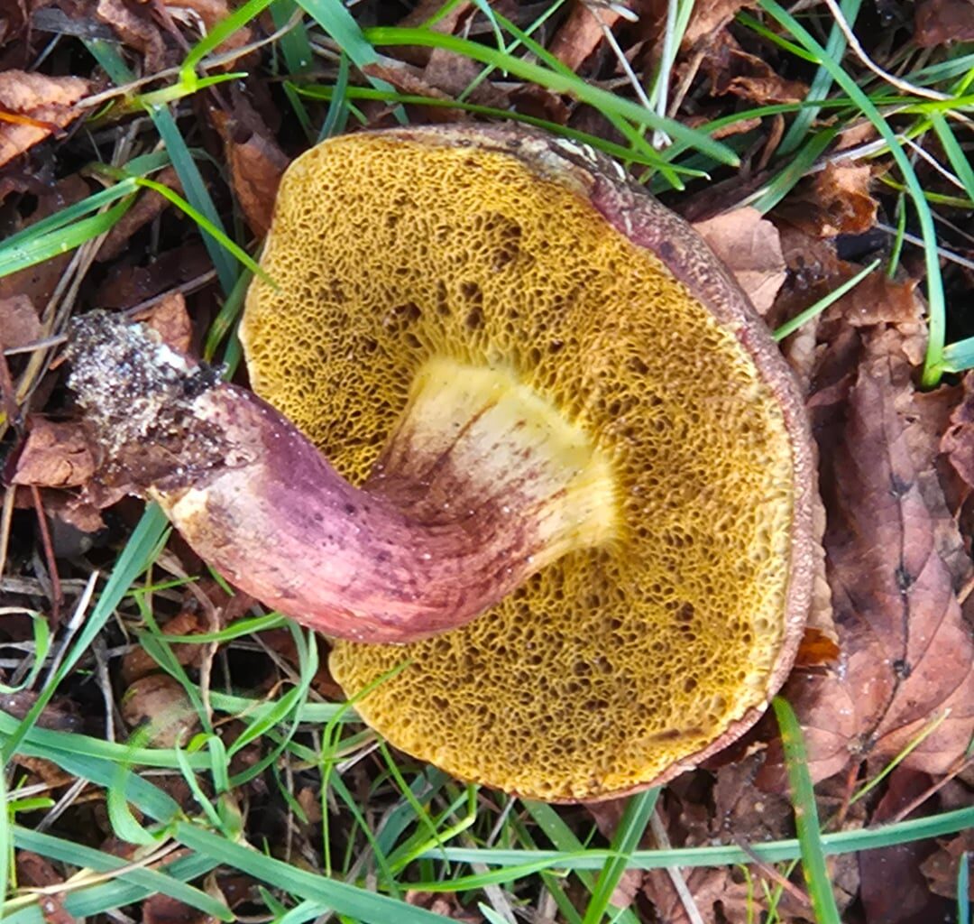 Entdeckungen bei den letzten Spaziergängen