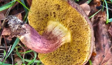 Entdeckungen bei den letzten Spaziergängen