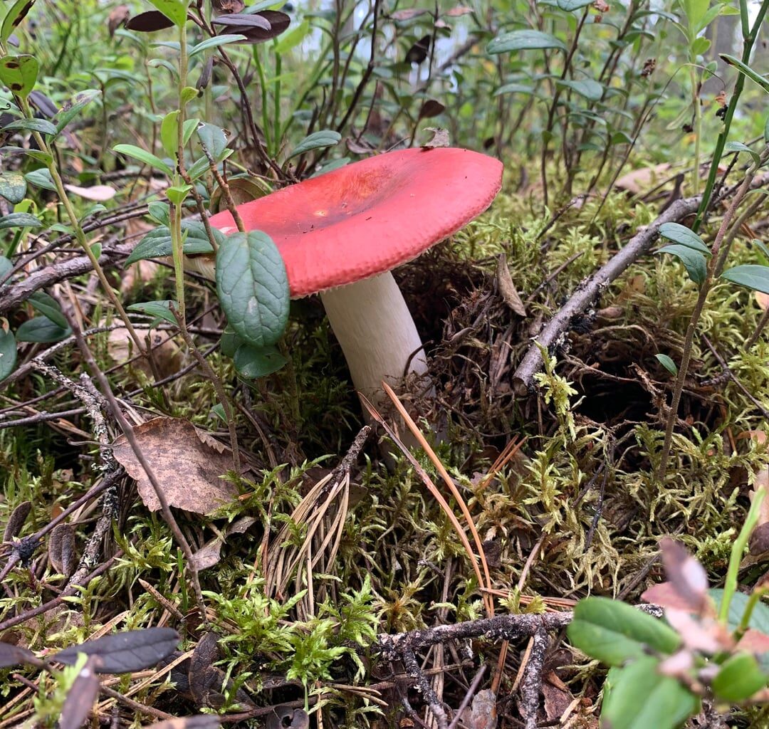 Kennt ihr vielleicht diesen Pilz? Hatte ihn in Finnland gefunden :)
