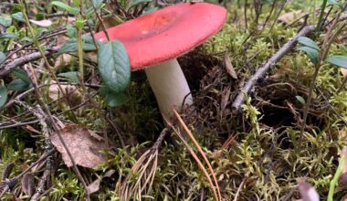 Kennt ihr vielleicht diesen Pilz? Hatte ihn in Finnland gefunden :)