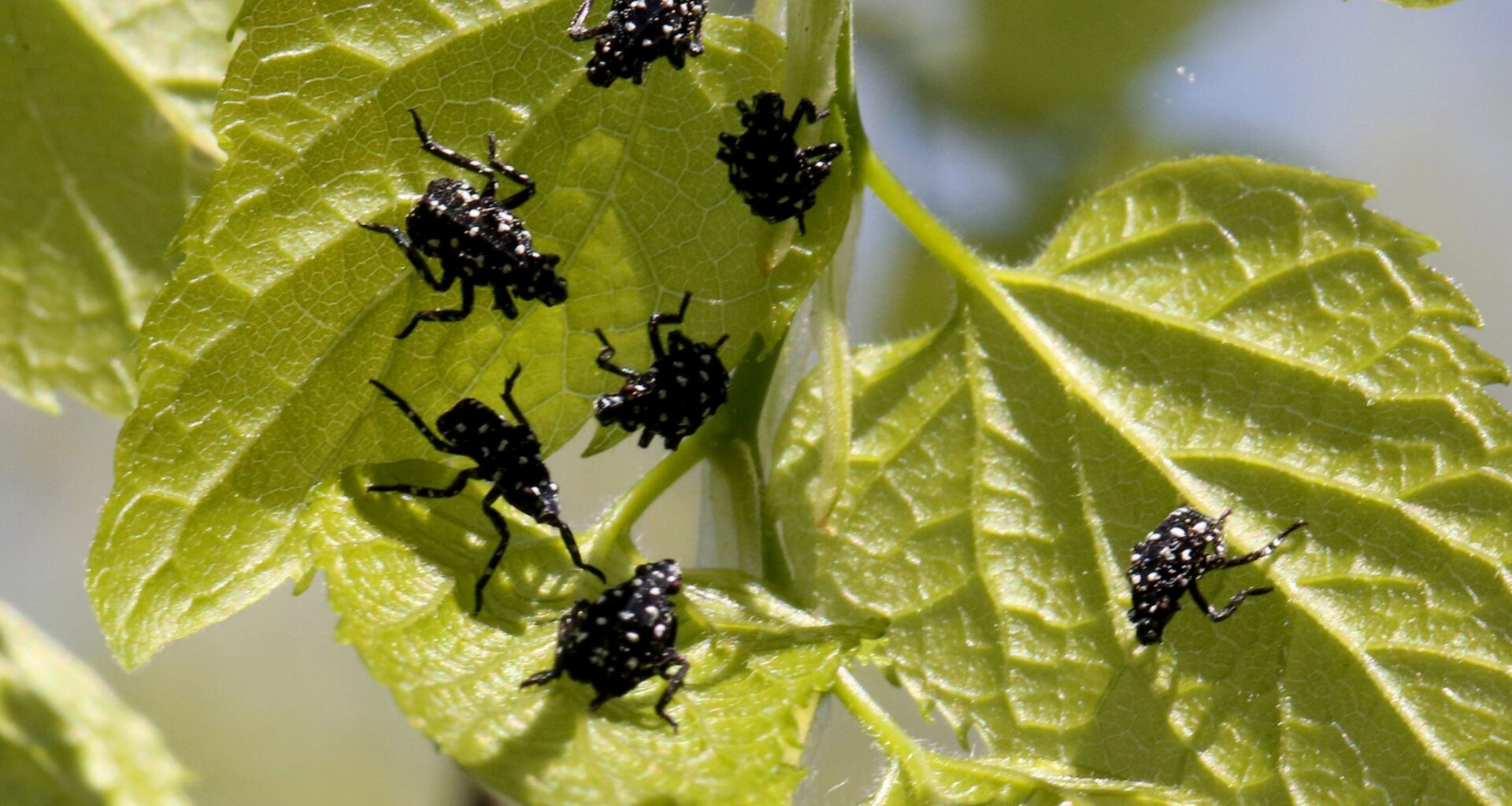 Invasive Spotted Lanternfly Established in Prince William County