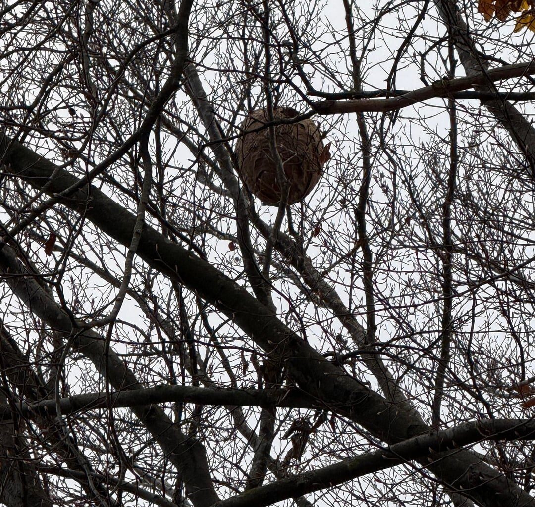 Ist das ein Hornissennest?