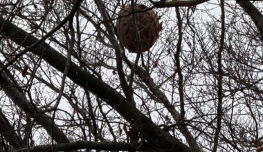 Ist das ein Hornissennest?