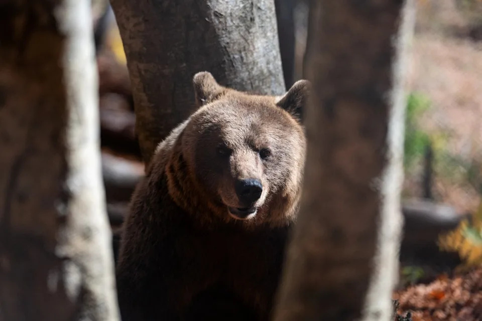 A brown bear peers through the trees inside the Arcturos bear sanctuary in Nymfaio, northern Greece, on Thursday, Oct. 30, 2025. (AP Photo/Giannis Papanikos) (Copyright 2025 The Associated Press. All rights reserved)