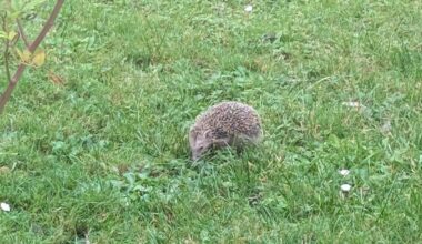 Igel läuft am Nachmittag durch unseren Garten