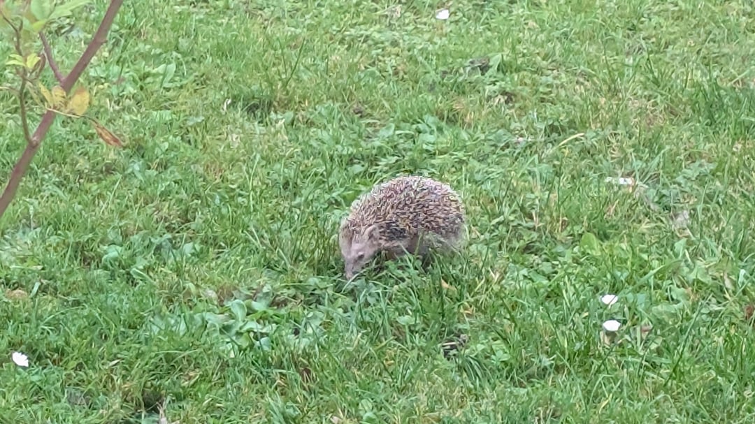 Igel läuft am Nachmittag durch unseren Garten