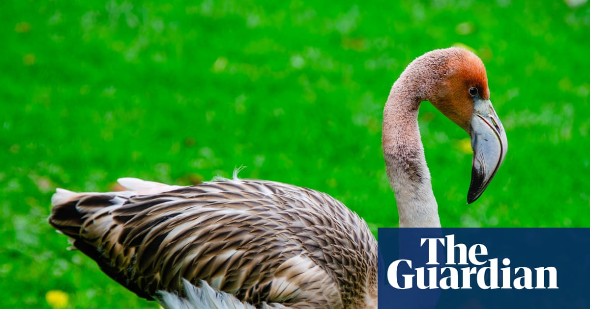 Frankie the flamingo missing after escaping from wildlife sanctuary in Cornwall | Cornwall