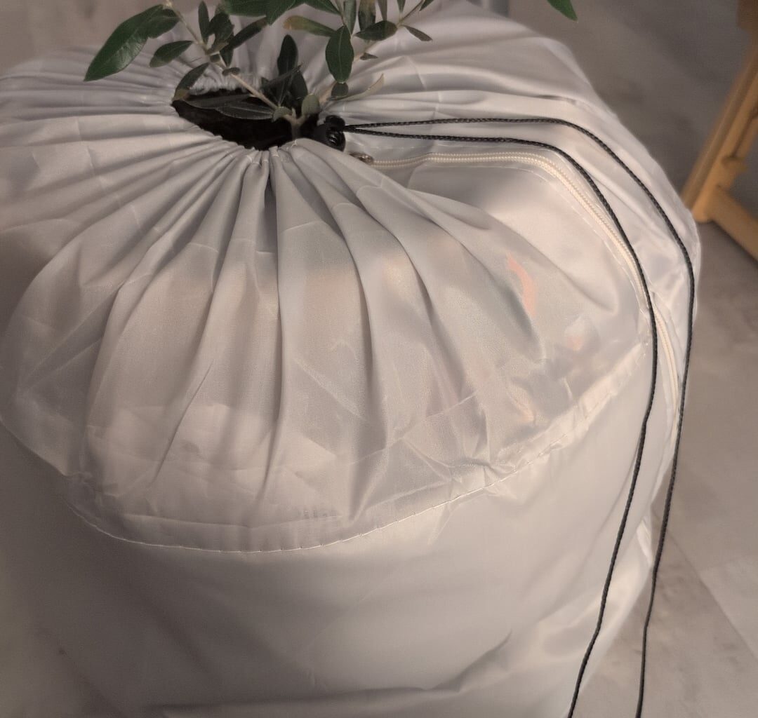 Kann ich mein Olivenbäumchen so überwintern?