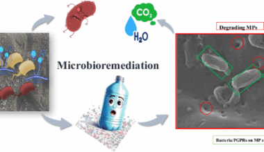 Microbial remediation of microplastic-contaminated soil, focusing on mechanisms, benefits, and research gaps