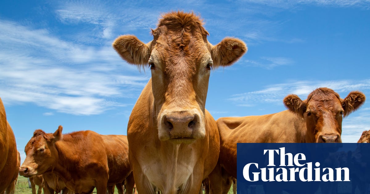 Australia welcomes Trump’s removal of tariffs on beef and other food imports | Tariffs