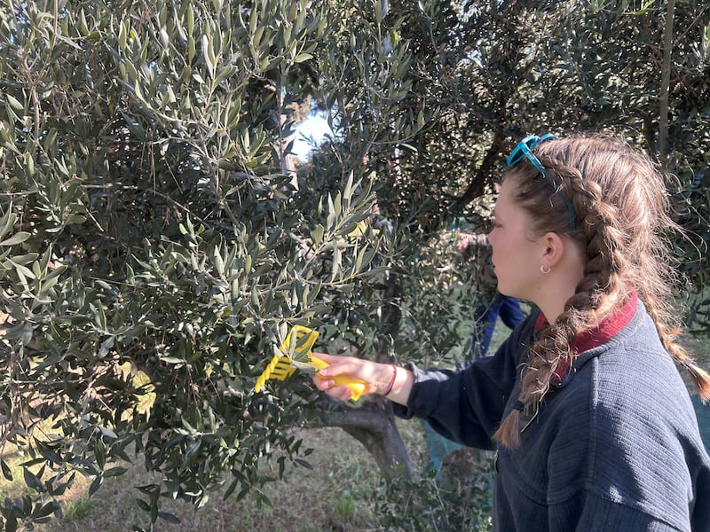 Sister Lezlee Crittendon, a missionary serving in the Adriatic North Mission, harvests olives at the Debeli Rtič Health Resort on the Adriatic Sea in Slovenia on Friday, Nov. 7, 2025.