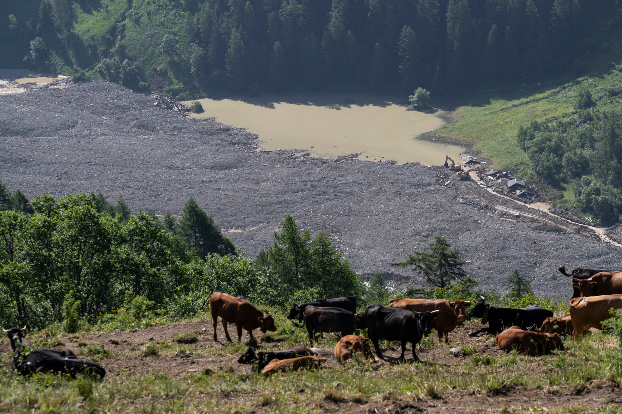 Bagger arbeitet am Schuttkegel eines Bergsturzes bei Blatten, Kühe weiden im Vordergrund, Berglandschaft im Hintergrund. Bagger arbeitet am Schuttkegel eines Bergsturzes bei Blatten, Kühe weiden im Vordergrund, Berglandschaft im Hintergrund.