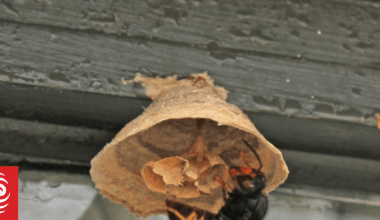 More queen yellow-legged hornets found in Auckland's North Shore