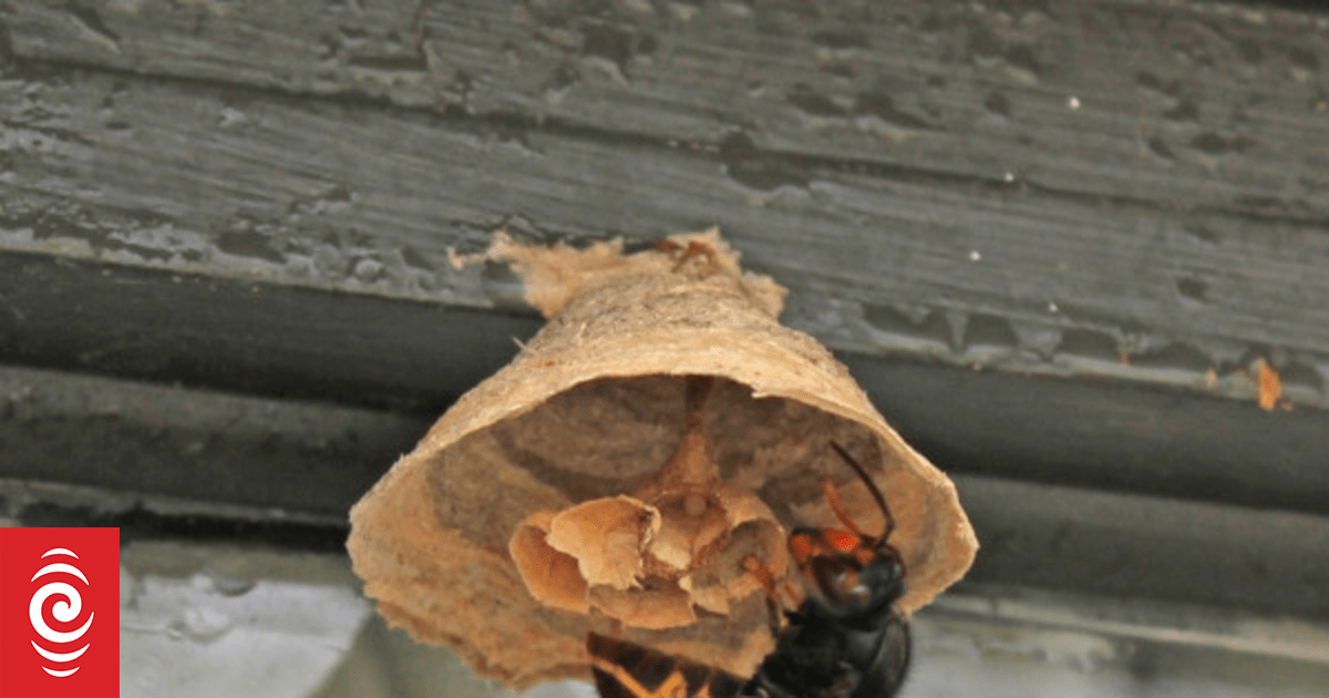 More queen yellow-legged hornets found in Auckland's North Shore