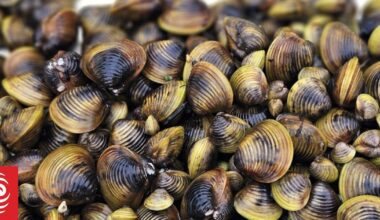 Lake Rotomanu closed to motorised boats after discovery of invasive clam