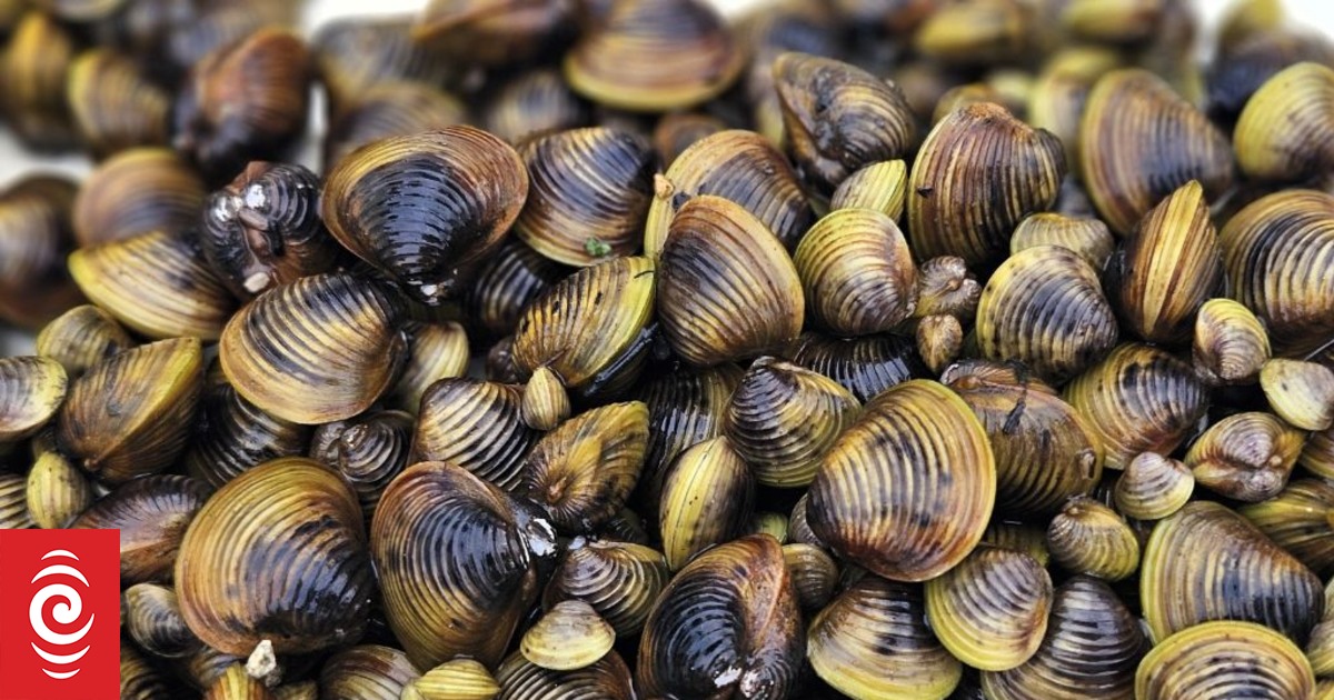 Lake Rotomanu closed to motorised boats after discovery of invasive clam