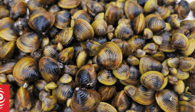 Our Changing World: The gold clam is here, and multiplying