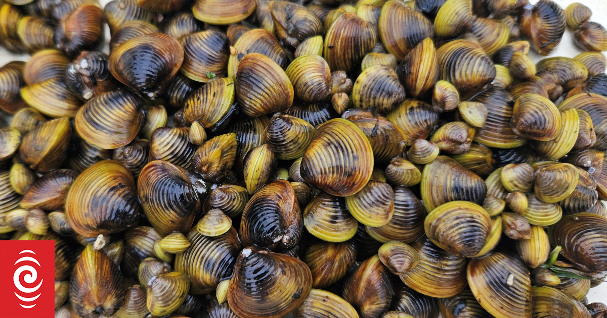 Our Changing World: The gold clam is here, and multiplying