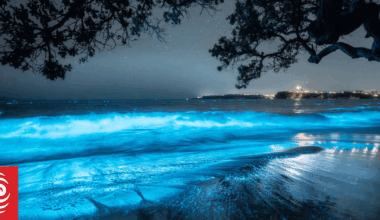 Auckland's bioluminescence at Stanmore Bay described as 'unforgettable'