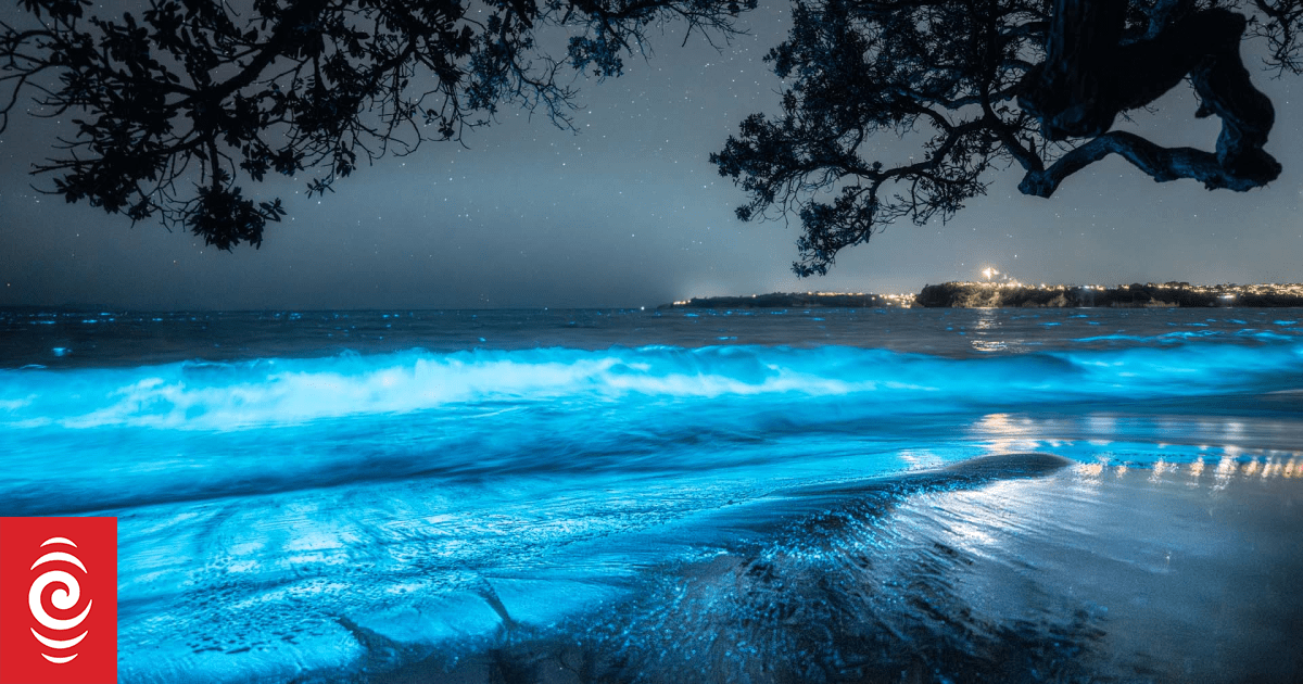 Auckland's bioluminescence at Stanmore Bay described as 'unforgettable'