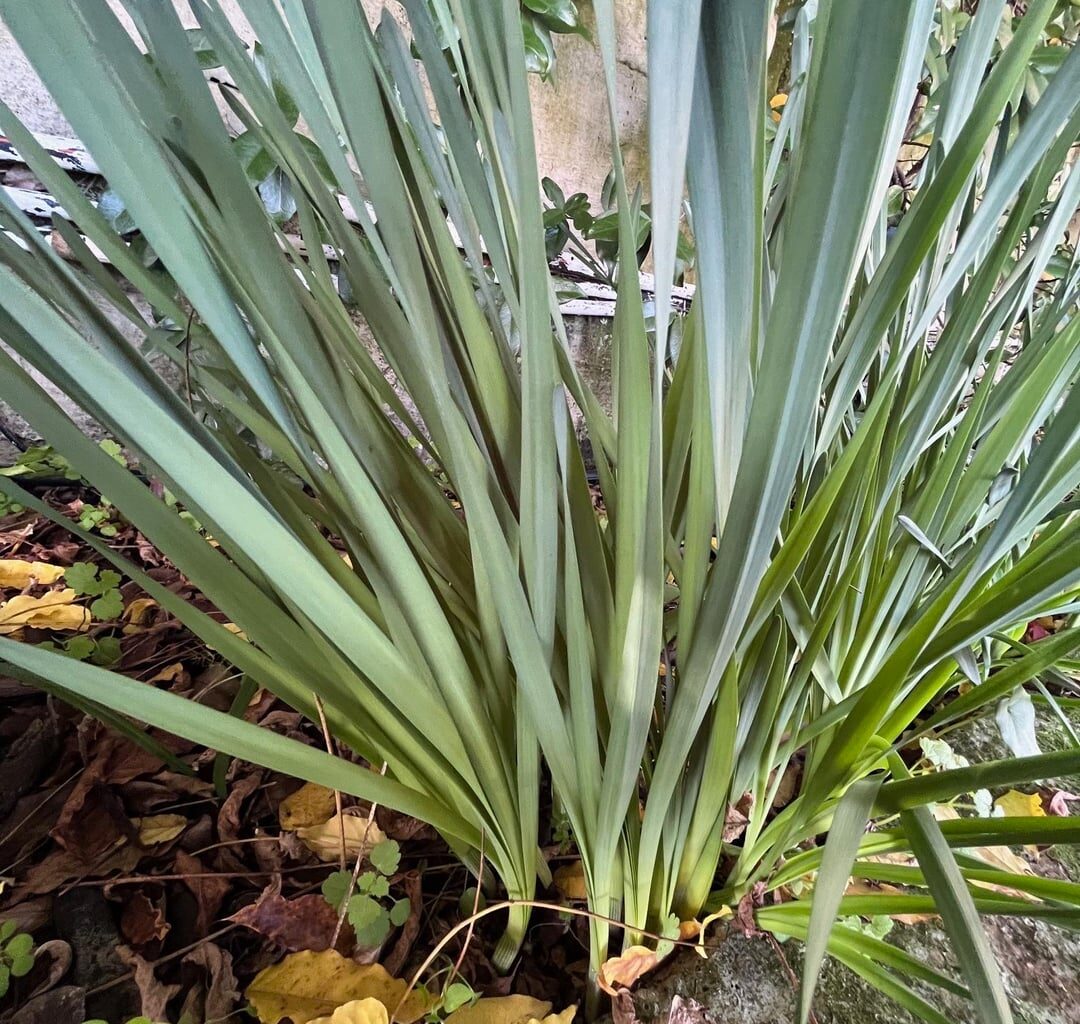 Was für eine Pflanze hat der Vormieter hier angepflanzt?