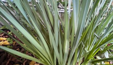 Was für eine Pflanze hat der Vormieter hier angepflanzt?