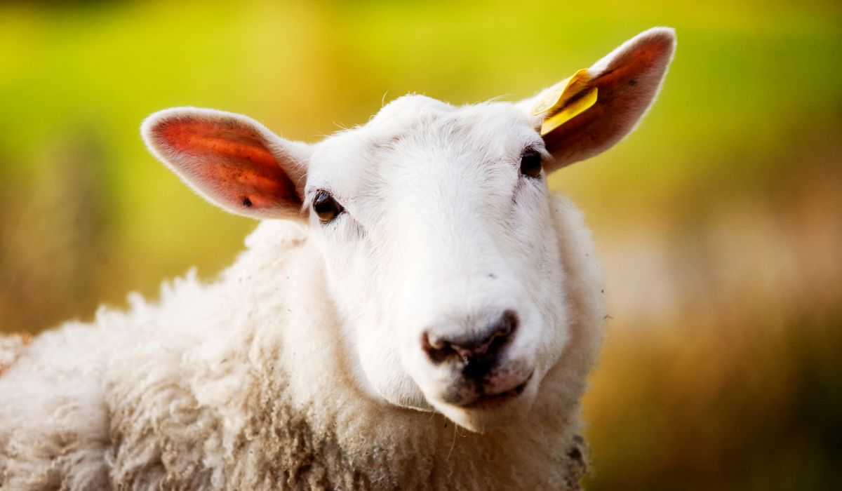 Norge har rapportert inn for høye utslipp fra sau