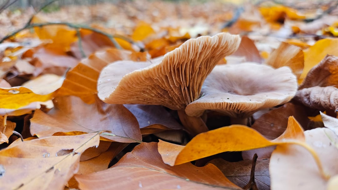 Ein paar hübsche Pilze