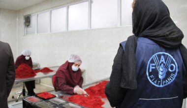FAO, Iran take new step toward innovation and quality integrity in saffron value chain