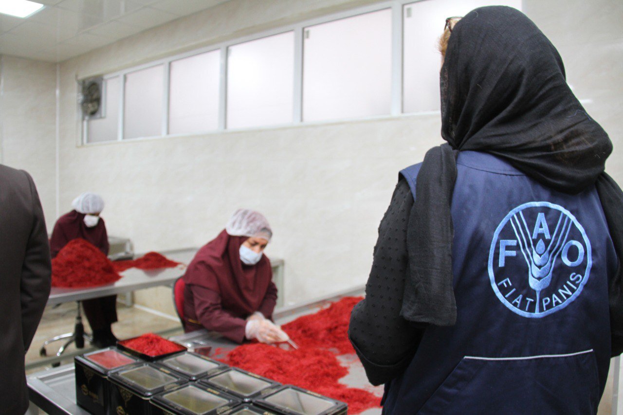 FAO, Iran take new step toward innovation and quality integrity in saffron value chain