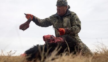 Tribes that restored buffalo are killing some to feed people because of the shutdown